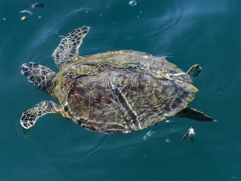A green sea turtle swimming near a pier, illustrative of the species affected and not one of the turtles found near Bimmah Beach, photographed in October 2019