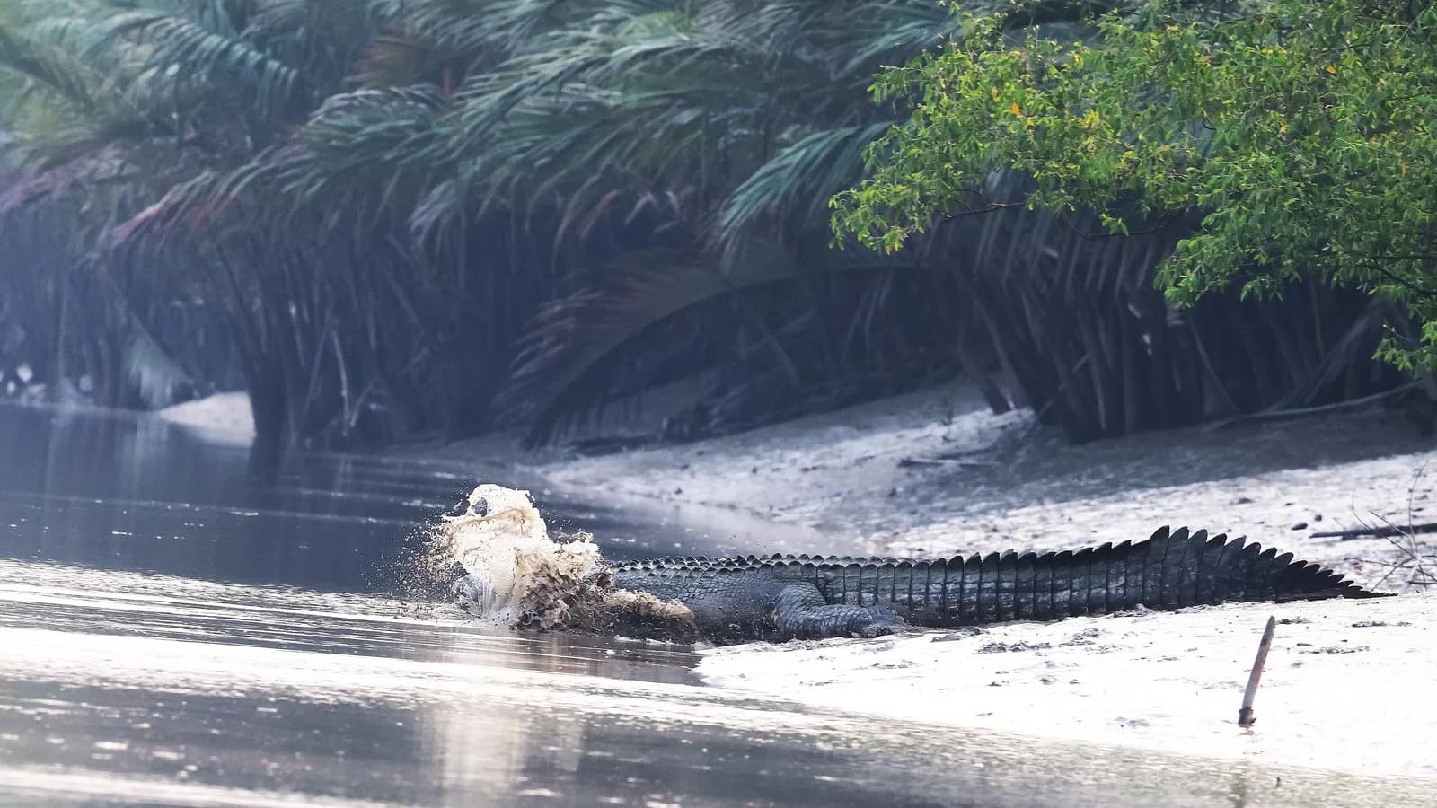 A saltwater crocodile, Crocodylus porosus, lunging into shallow water beside mangroves. The species, not the animal involved, which has not been identified