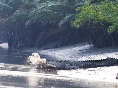 A saltwater crocodile, Crocodylus porosus, lunging into shallow water beside mangroves. The species, not the animal involved, which has not been identified