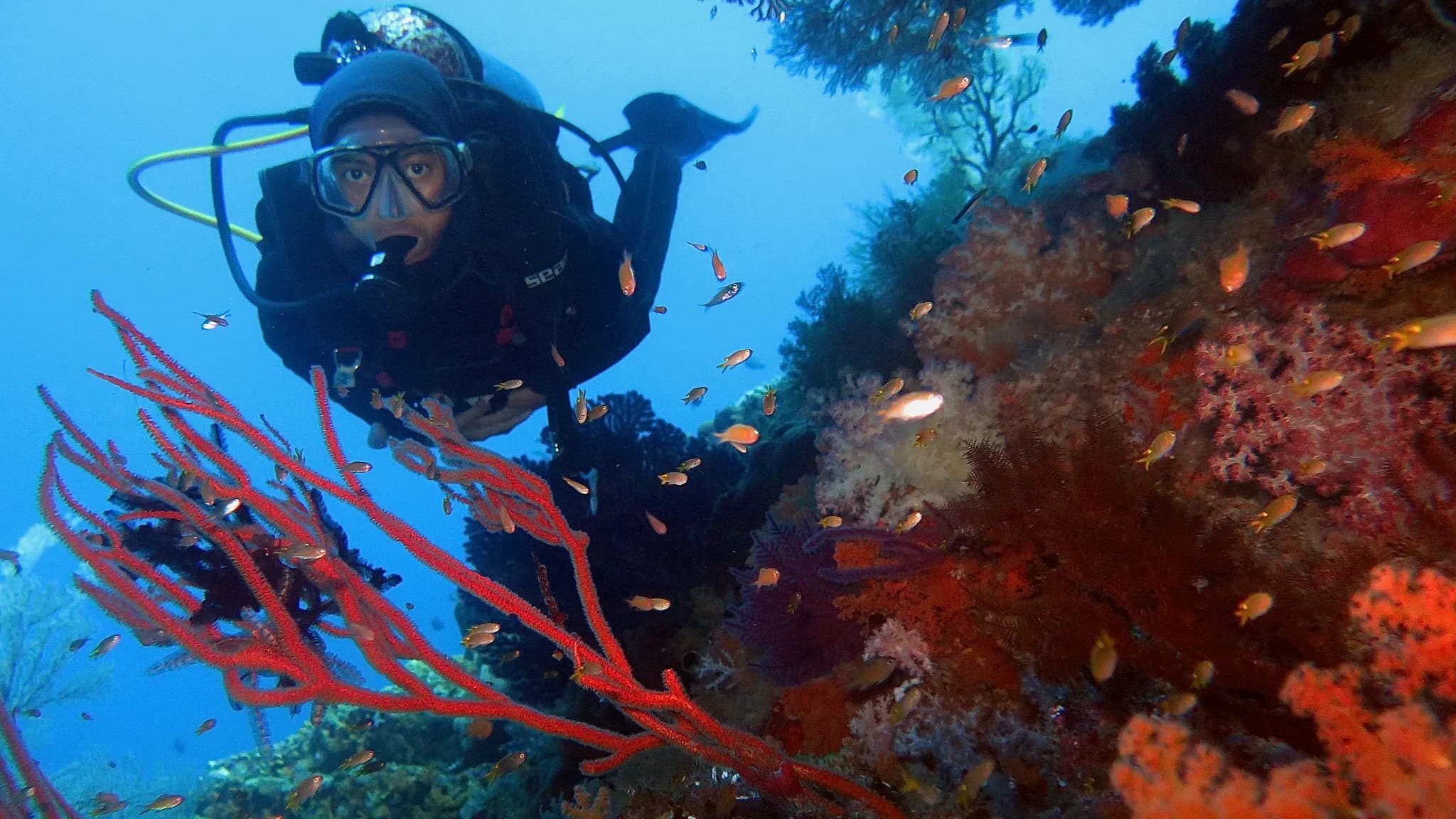 A diver moving above a dense and colorful coral reef in Raja Ampat, Indonesia