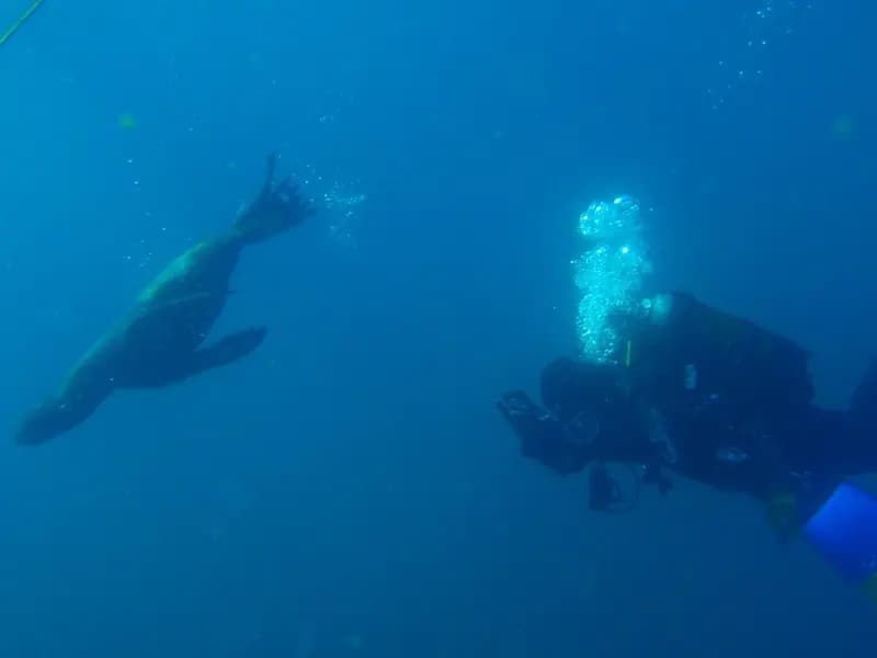 A diver hanging mid-water on ascent in clear blue, with a seal passing in front of them