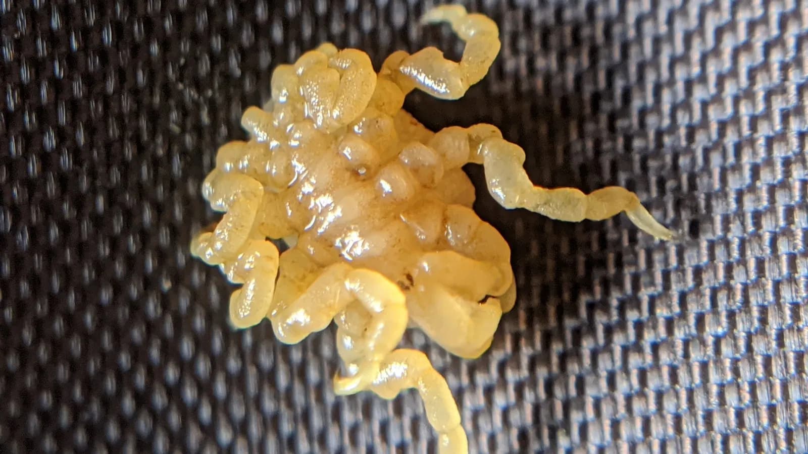A sea spider of the genus Pycnogonum, illustrative of the group and not one of the two newly described Salish Sea species, photographed in March 2020