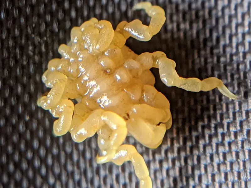 A sea spider of the genus Pycnogonum, illustrative of the group and not one of the two newly described Salish Sea species, photographed in March 2020