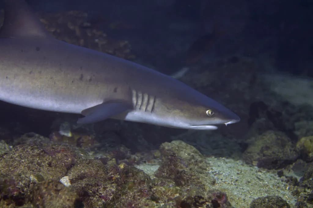 A reef shark swimming past a scuba diver in clear open water