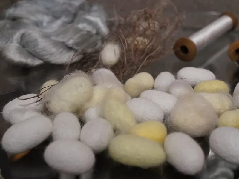 Silkworm cocoons in white and yellow beside skeins of raw silk and wooden reeling bobbins, in a display of the stages from cocoon to thread