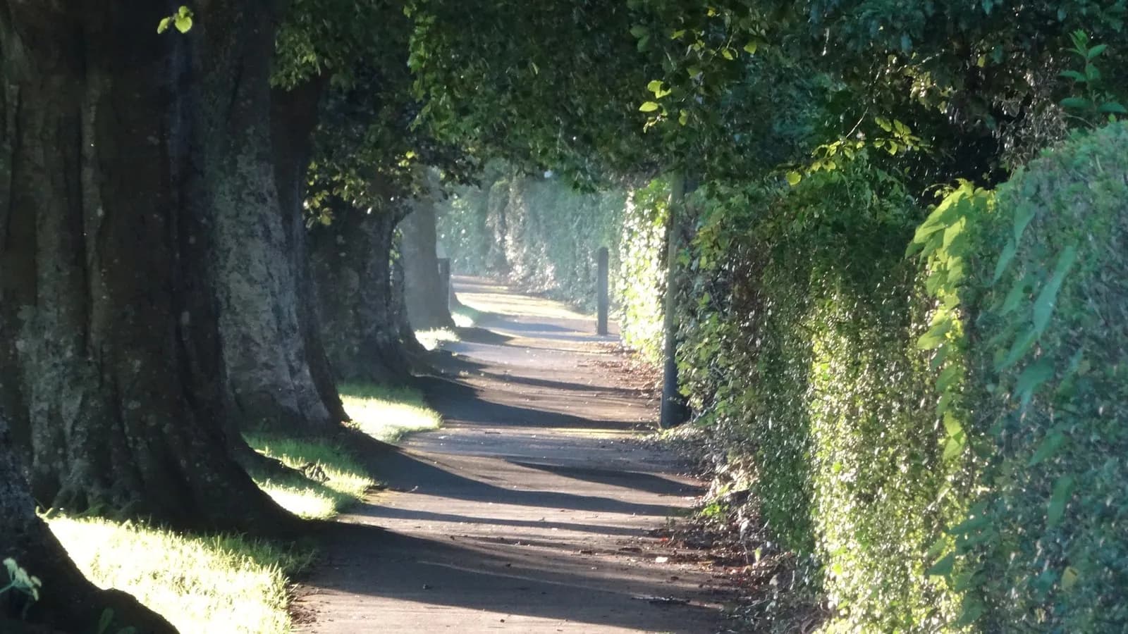 Low morning sunlight falling across an empty tree lined footpath