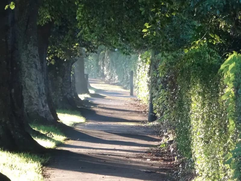 Low morning sunlight falling across an empty tree lined footpath
