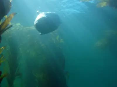 A spearfisher swimming near a reef, fins and speargun visible, silhouetted against sunlit water