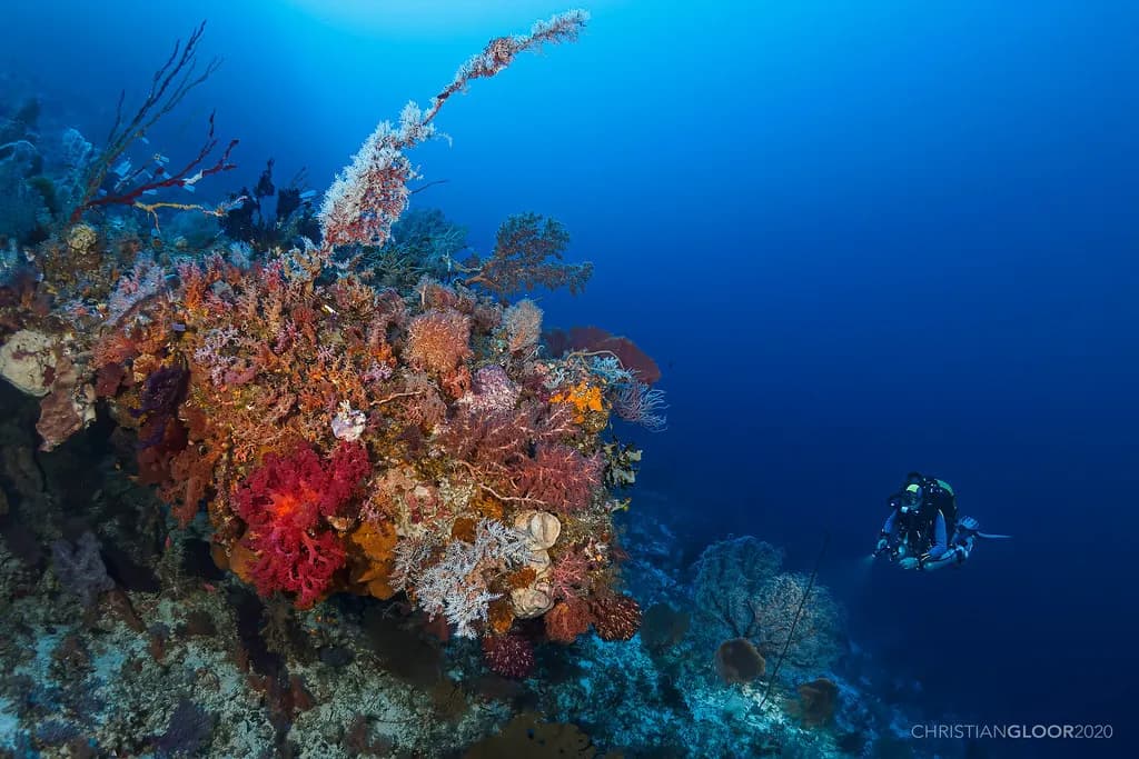 A technical scientific diver carefully restoring coral on a deep reef