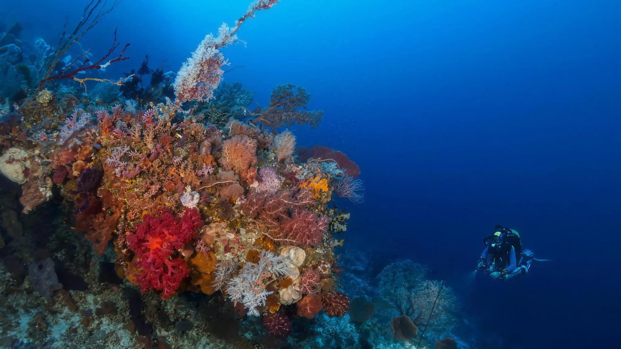 A technical scientific diver carefully restoring coral on a deep reef