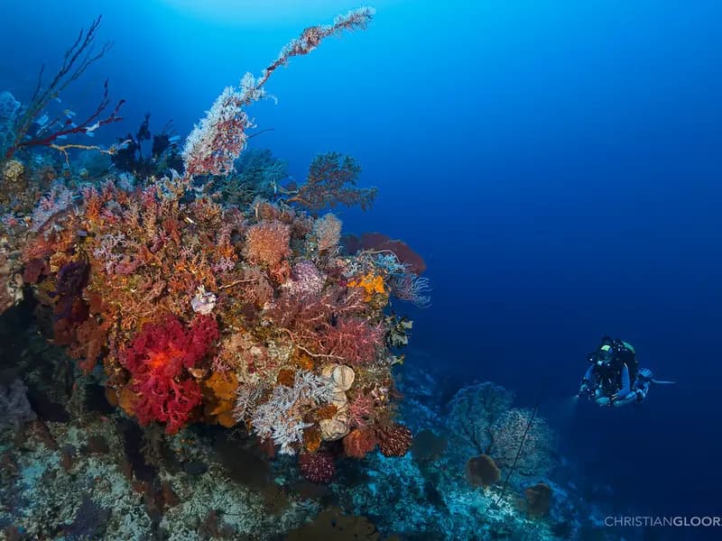 A technical scientific diver carefully restoring coral on a deep reef