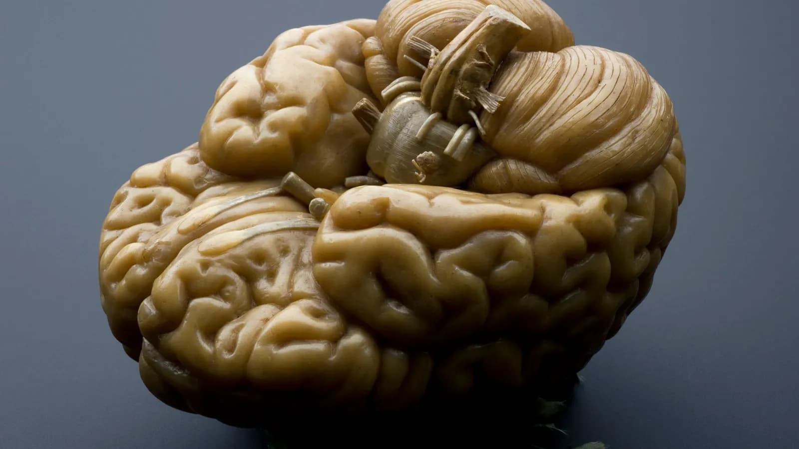 A nineteenth-century anatomical model of a human brain, illustrative of the organ studied in the REM sleep research and not the mouse imaging apparatus used in it