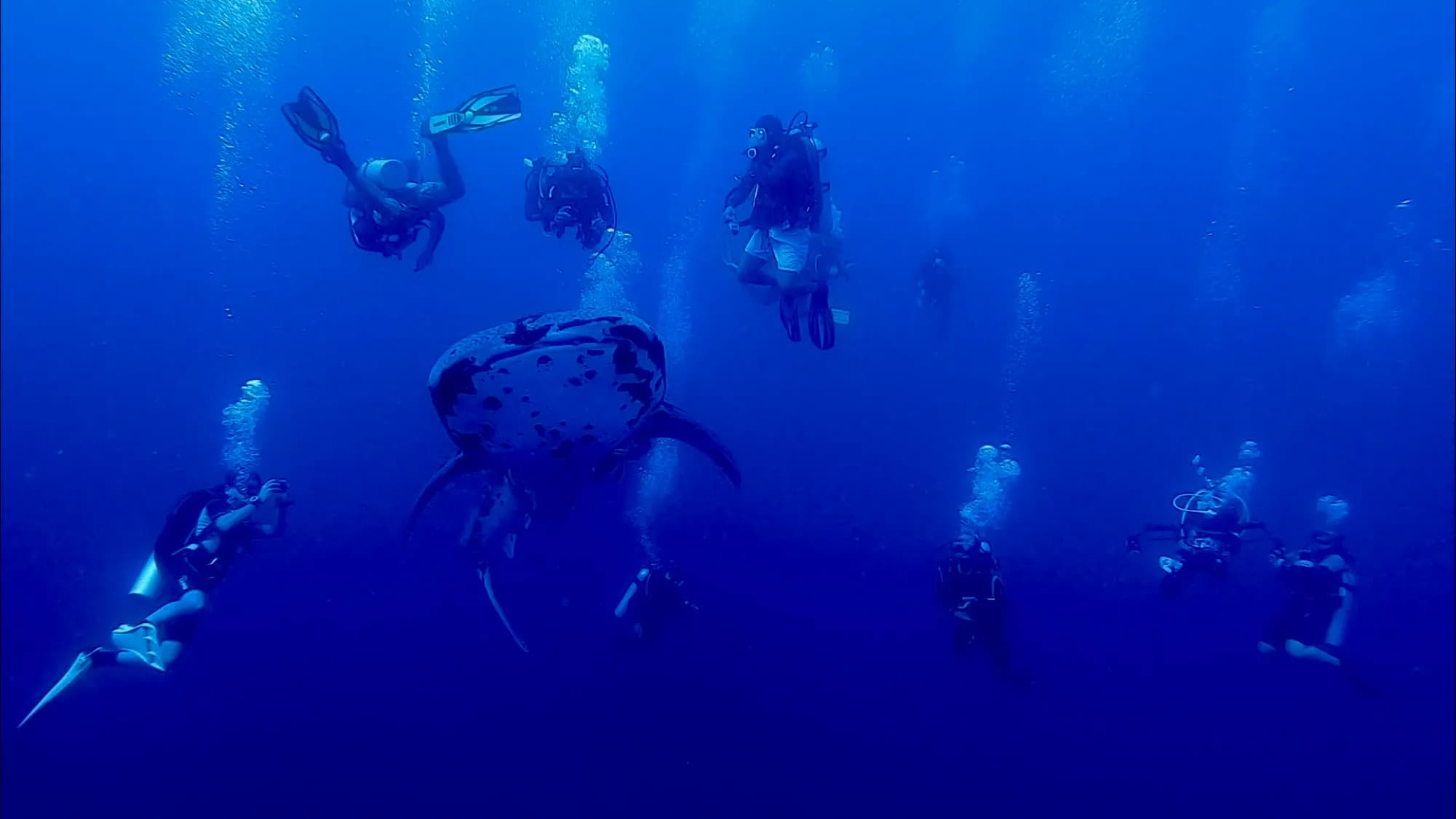 A scuba diver above a healthy coral wall in Tubbataha Reefs Natural Park