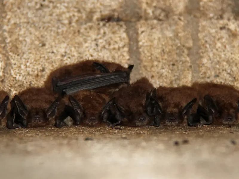 A row of big brown bats, Eptesicus fuscus, roosting shoulder to shoulder against a stone wall. The species belongs to the vesper family covered by the study