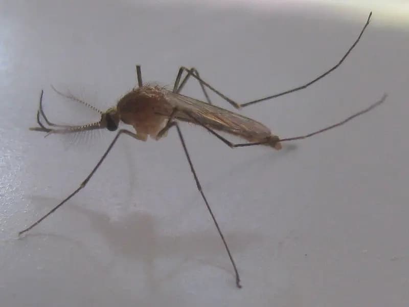 A mosquito in close view during the European summer season