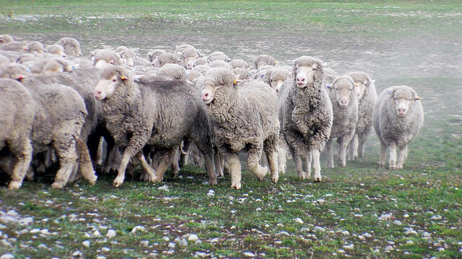A flock of merino sheep in full fleece on a New Zealand farm, photographed in 2008