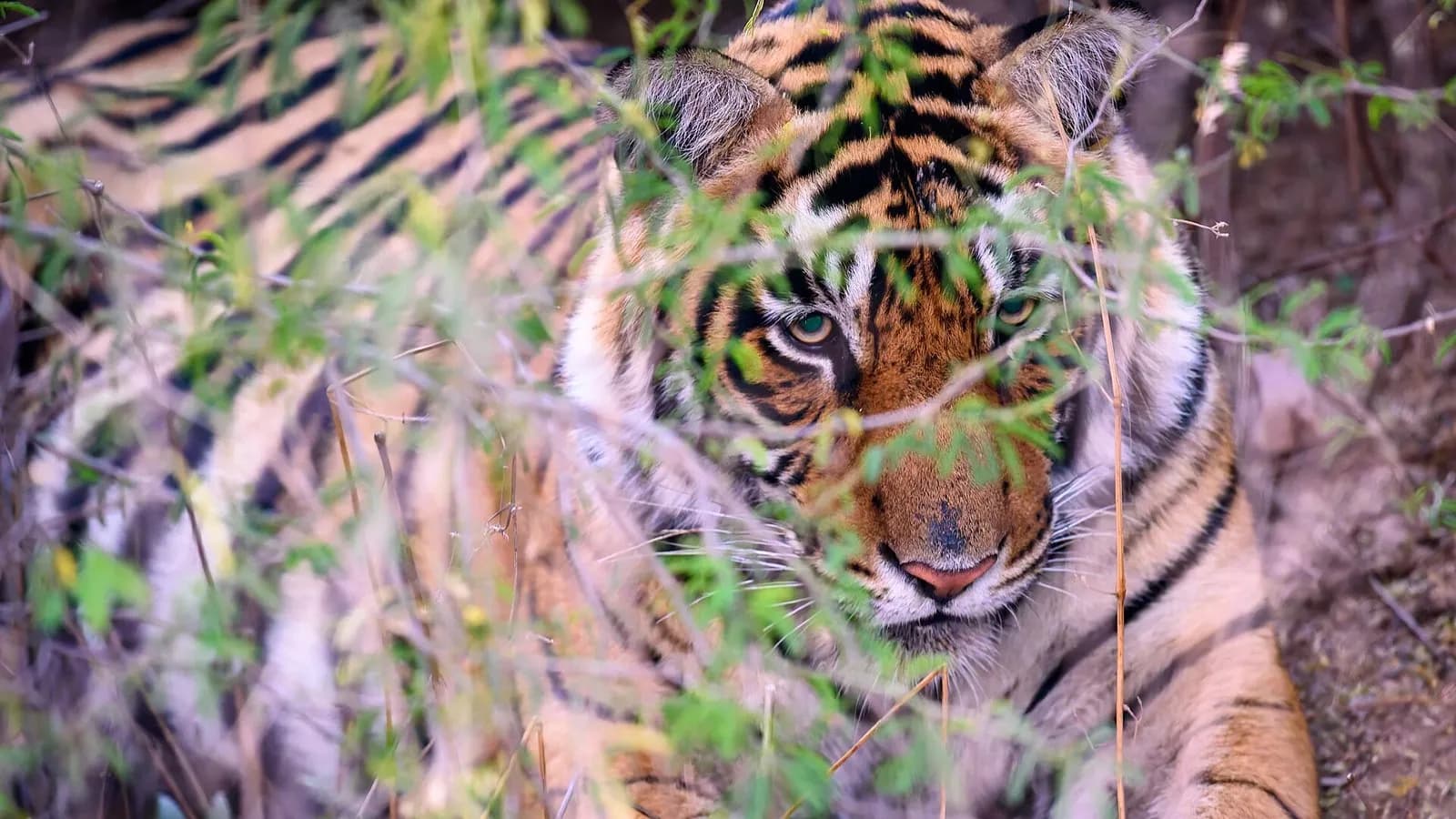 A wild Bengal tiger partly hidden in brush in Ranthambore National Park, India, photographed on 15 February 2025, a file photograph illustrative of the tiger recovery described in the report and not an image from it
