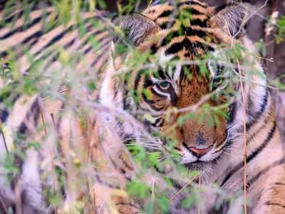 A wild Bengal tiger partly hidden in brush in Ranthambore National Park, India, photographed on 15 February 2025, a file photograph illustrative of the tiger recovery described in the report and not an image from it